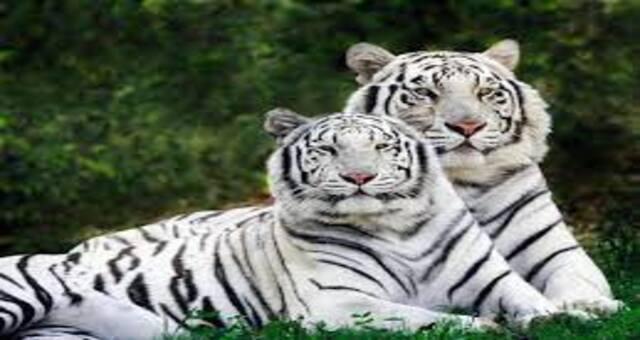 Mysore Zoo,Mysore City darshan Cab,cabsrental.in