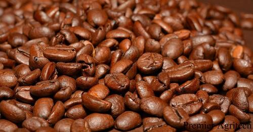 coffee Beans,Chikmagalur City Darshan Cab.cabsrental.in