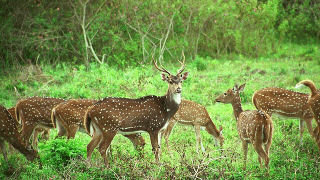 Deer Park 