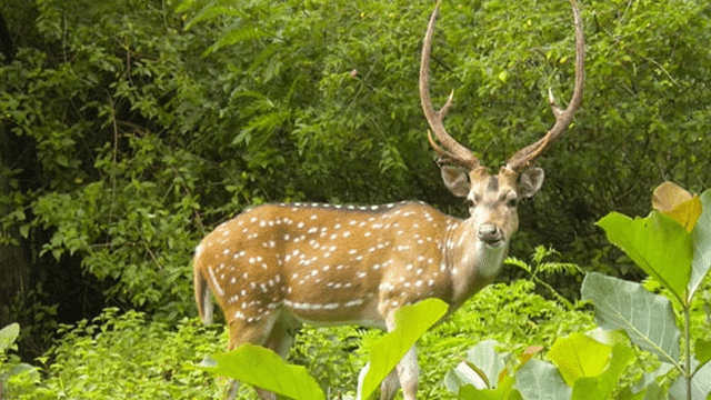 Mukurthi National Park
